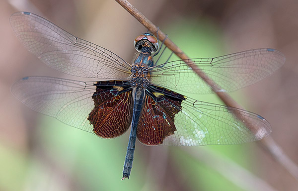 Rhyothemis semihyalina female